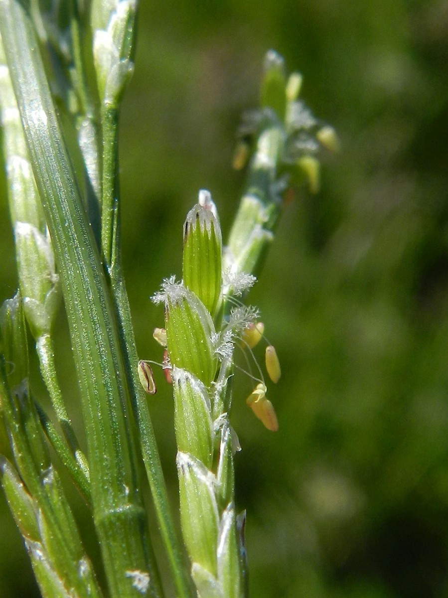 Glyceria Notata glyceria-notata